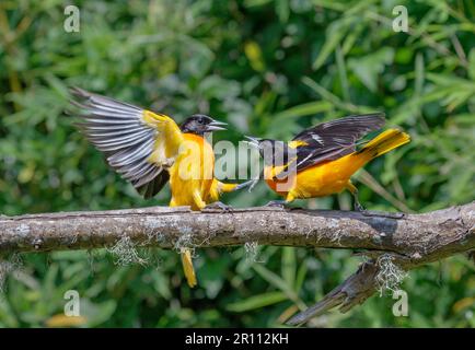 Baltimore oriole (Icterus galbula) mâles luttant pendant la migration printanière, Galveston, Texas, États-Unis. Banque D'Images