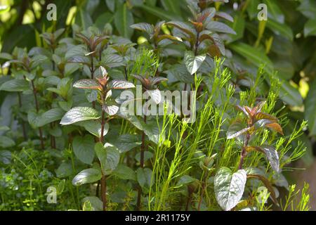 Menthe poivrée (Mentha x piperita) dans le jardin, menthe poivrée Banque D'Images