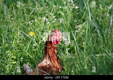 Poulet domestique (Gallus gallus domesticus), femelle, portrait, poule, tête, Herbe, à l'extérieur, Une seule poule fourre dans la grande herbe Banque D'Images