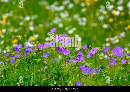 Forêt noire, Bade-Wurtemberg, Forêt Noire supérieure, fleurs de prairie en fleur, bec de canneberges de prairie, gitsophila blanc, prairie en fleur Banque D'Images