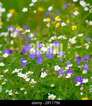 Forêt noire, Bade-Wurtemberg, Forêt Noire supérieure, fleurs de prairie en fleur, bec de canneberges de prairie (Geranium pratense), gitsophila blanc, prairie Banque D'Images