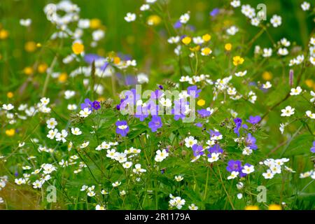 Forêt noire, Bade-Wurtemberg, Forêt Noire supérieure, fleurs de prairie en fleur, bec de canneberges de prairie, gitsophila blanc, prairie en fleur Banque D'Images