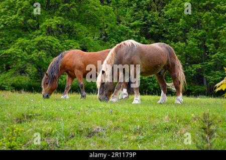 Forêt noire, Bade-Wurtemberg, haute Forêt Noire, deux chevaux à sang froid de la Forêt Noire dans le pâturage Banque D'Images