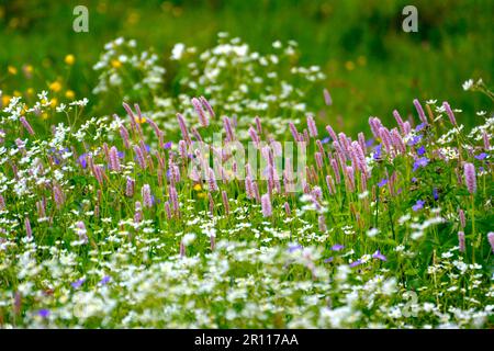 Forêt noire, Bade-Wurtemberg, Forêt Noire supérieure, fleurs de prairie en fleur, bec de canneberges de prairie (Geranium pratense), gitsophila blanc, prairie Banque D'Images