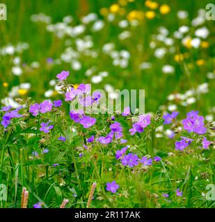 Forêt noire, Bade-Wurtemberg, Forêt Noire supérieure, fleurs de prairie en fleur, bec de canneberges de prairie, gitsophila blanc, prairie en fleur Banque D'Images