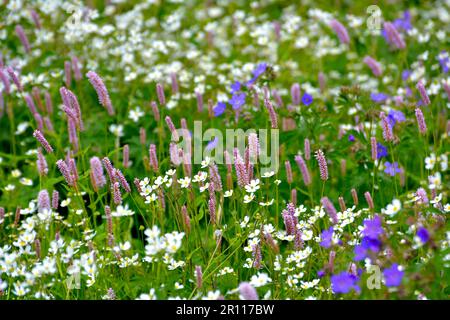 Forêt noire, Bade-Wurtemberg, Forêt Noire supérieure, fleurs de prairie en fleur, bec de canneberges de prairie (Geranium pratense), gitsophila blanc, prairie Banque D'Images