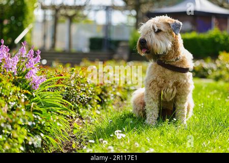Chien, Terrier irlandais à blé doux enduit, prairie à fleurs Banque D'Images