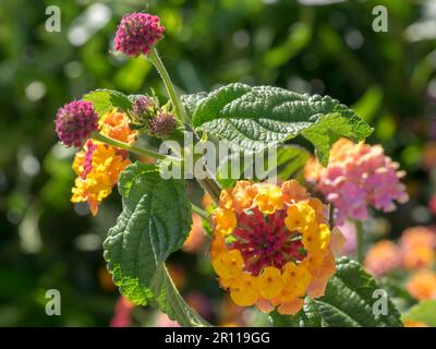 Lantana Camara arbuste fleurit à Marbella Espagne Banque D'Images