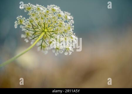 Close Up de l'été sur les ombelles Aneth Fragile Meadow sur une journée ensoleillée Banque D'Images