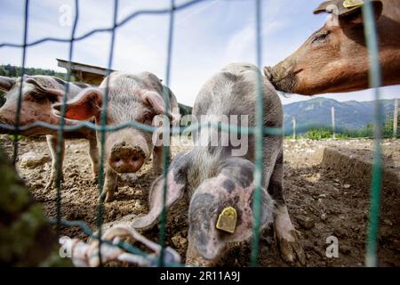 Cochons sur la ferme dans les Alpes dans un porcins d'extérieur Banque D'Images