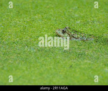 La grenouille verte cachée dans la lentille d'eau Banque D'Images