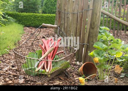 Rhubarbe fraîchement récoltée (Rheum rhabarbarum) Banque D'Images