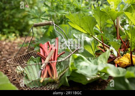 Rhubarbe fraîchement récoltée (Rheum rhabarbarum) Banque D'Images