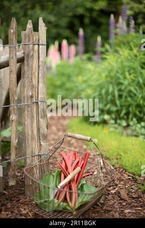 Rhubarbe fraîchement récoltée (Rheum rhabarbarum) Banque D'Images