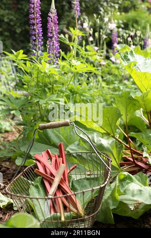 Rhubarbe fraîchement récoltée (Rheum rhabarbarum) Banque D'Images