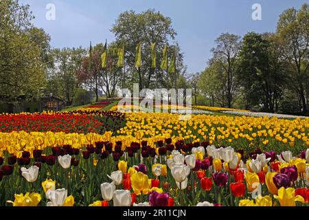 Mer de Tulips, Printemps, Luisenpark, Mannheim, Bade-Wurtemberg, Allemagne Banque D'Images