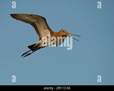 Godwit à queue noire (Limosa limosa) Banque D'Images