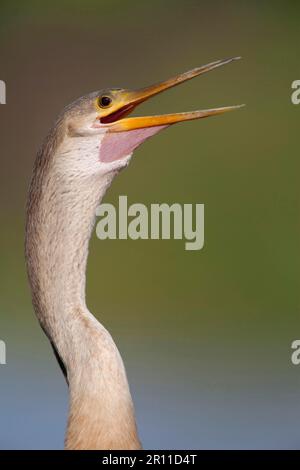 Anhingas, dards américains (Anhinga anhinga), Ruderfuesser, Tiere, Voegel, Anhinga adulte, Avec bec ouvert, gros plan de la tête et du cou, Pantanal Banque D'Images