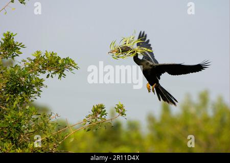 Anhinga (Anhinga anhinga) adulte, en vol, collecte de matériel de nidification, Floride (U.) S. A. Banque D'Images