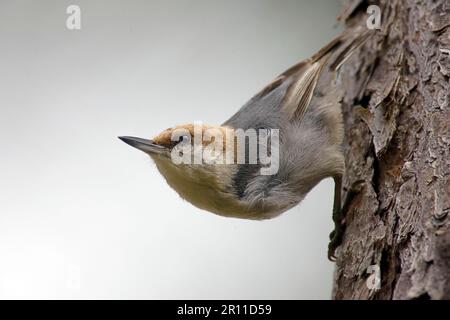 Pygmy Nuthatch (Sitta pygmaea) adulte, accroché au tronc d'arbre (U.) S. A. Banque D'Images