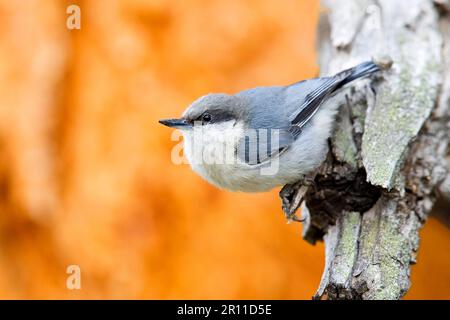 Pygmy Nuthatch (Sitta pygmaea) adulte, utricularia ochroleuca (U.) (U.) S. A. Banque D'Images