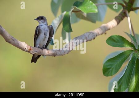 Swallow brun adulte (Phaeoprogne tapera), assis sur une branche, Pantanal, Mato Grosso, Brésil Banque D'Images