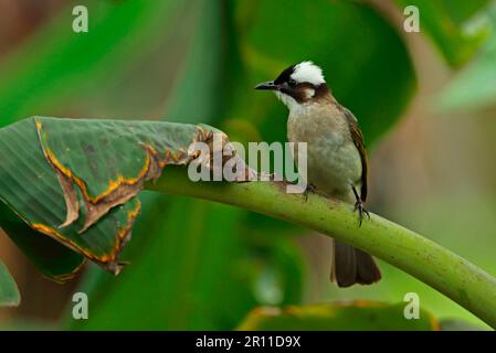 Bulbul chinois (Pycnonotus sinensis formosae), adulte, assis sur la tige foliaire, Taïwan Banque D'Images