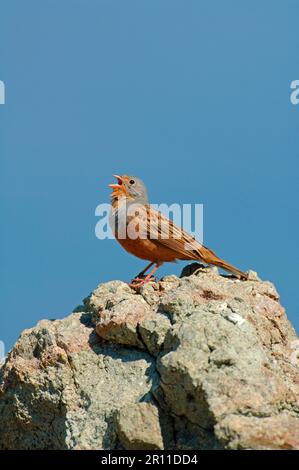 Bunking de Cretzschmar (Emberiza caesia) adulte mâle, chantant, perché sur le rocher, Lesvos, Grèce Banque D'Images