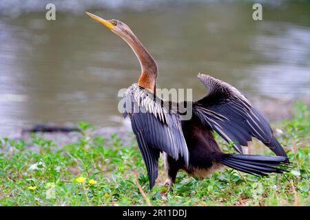 Mélanogaster, Darter indien, Darter africain (Anhinga rufa), Darter indien, Darter indien, Ruderfeet, animaux, Oiseaux, Darter Anhi australien Banque D'Images