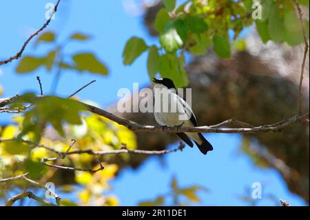 Atlas pied flycatcher (Ficedula spéligera) adulte mâle, chant, assis sur une branche, Atlas Mountains, Maroc Banque D'Images