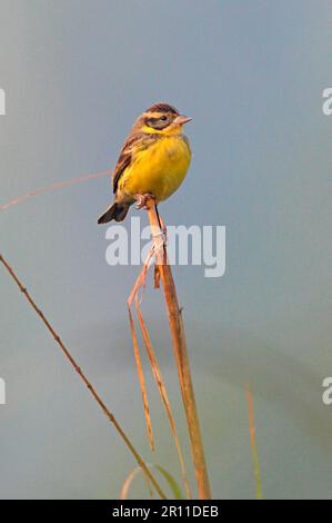 Lapin à brebis jaune (Emberiza aureola) adulte mâle, plumage non reproductrice, assis sur les roseaux, Koshi Tappu, Népal Banque D'Images