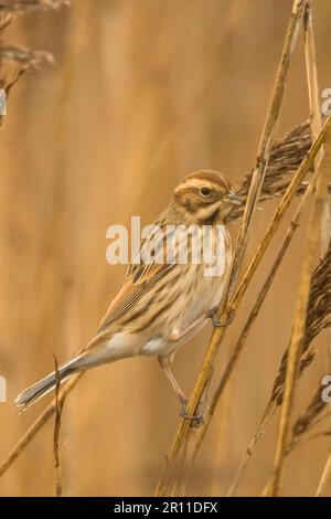 Bunting à roseaux (Emberiza schoeniclus), femelle adulte, premier homme d'hiver, perching sur les roseaux, Buckenham RSPB Reserve, The Broads, Norfolk, Angleterre, United Banque D'Images