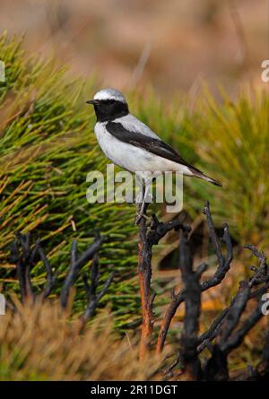 Atlas Wheatear, seebohm's Wheatear (Oenanthe oenanthe seebohmi), Atlas Wheatear, oiseaux chanteurs, animaux, oiseaux, Wheatear de Seebohm en Afrique du Nord Banque D'Images