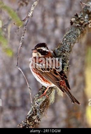 Bunting rustique (Emberiza rustica), adulte mâle, plumage d'été, assis sur la branche, Finlande Banque D'Images