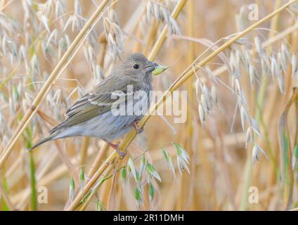 Rosefinch commun (Carpodacus erythrinus) immature, premier plumage hivernal, alimentation dans le champ de céréales, Fair Isle, îles Shetland, Écosse, Grande-Bretagne Banque D'Images