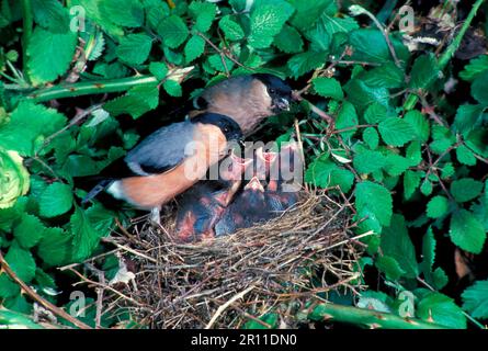 Bullfinch eurasien (Pyrrhula pyrrhula) paire au nid, jeune exigeant (S) Banque D'Images