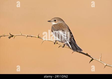 Pied Flycatcher (Ficedula hypoleuca) adulte, émigrant d'automne, perché sur un brindille, dans le nord de l'Espagne Banque D'Images