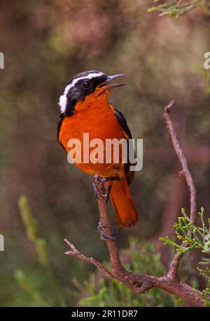 DIAdem Redstart, Diadem Redstart, oiseaux chanteurs, animaux, oiseaux, Moussier's Redstart (Phoenicurus moussieri) adulte, homme, chantant, perché sur une branche Banque D'Images