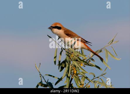 Turkestan Shrike (Lanius isabellinus phoenicuroides), homme adulte, assis dans le Bush, province d'Almaty, Kazakhstan Banque D'Images