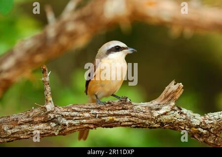 Crevettes brunes (Lanius cristatus), merlu rouge, oiseaux chanteurs, animaux, oiseaux, Brown Shrike adulte, perché sur Yala West N. P. Sri Lanka Banque D'Images