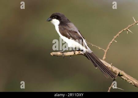 Merlu à longue queue, merlu Cabanis, oiseaux chanteurs, animaux, oiseaux, Fiscale à longue queue, Shrike (Lanius cabanis) perchée sur la Tanzanie Banque D'Images