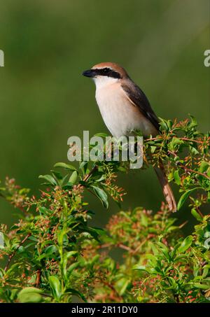 Turkestan Shrike (Lanius isabellinus phoenicuroides), homme adulte, assis dans le Bush, province d'Almaty, Kazakhstan Banque D'Images