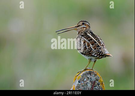 Bécassine commune (Gallinago gallinago) adulte, appelant, debout sur la poste, Uist Nord, Hébrides extérieures, Écosse, Royaume-Uni Banque D'Images