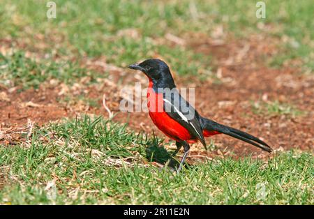 Crevettes cramoisi, merlu rouge, oiseaux chanteurs, animaux, oiseaux, Gonolek croisé cramoisi (Laniarius atococcineus) adulte, debout au sol Banque D'Images