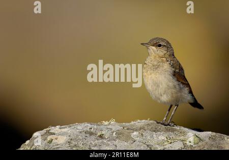 Petit-lait (Oenanthe oenanthe) juvénile, debout sur la roche côtière, îles Shetland, Écosse, Royaume-Uni Banque D'Images