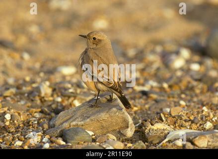 Wheatear du désert (Oenanthe deserti), Wheatear du désert, Wheatear du désert, oiseaux chanteurs, animaux, Oiseaux, Desert Wheatear première femme d'hiver, Norfolk Banque D'Images