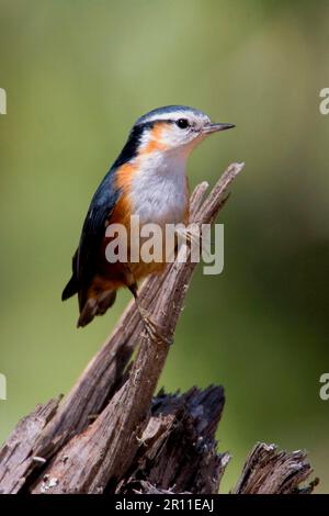 Nuthatch brun blanc (Sitta victoriae) sur une souche d'arbre, Mont Victoria, Myanmar Banque D'Images