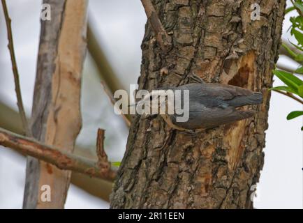 Nuthatch enneigé (Sitta villosa) adulte, à l'entrée du trou de nid dans le tronc d'arbre, Old Peak, Hebei, Chine Banque D'Images