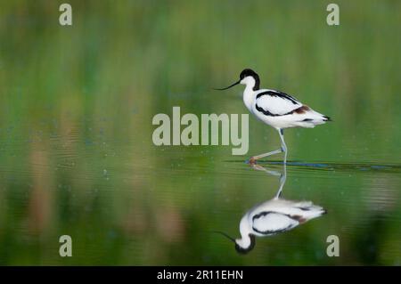 Avocet eurasien (Recurvirostra avocetta) adulte, passage à gué dans l'eau avec réflexion, Norfolk, Angleterre, Royaume-Uni Banque D'Images