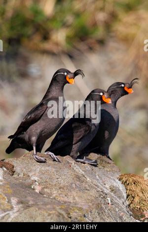 Auklet à crête (Aethia cristatella) trois adultes, debout sur le rocher, l'île de Yankicha, les îles Kouriles, la mer d'Okhotsk, Oblast de Sakhalin, russe Far Banque D'Images